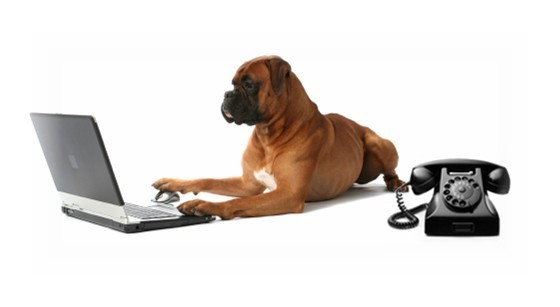 Dog on computer Dog using computer mouse