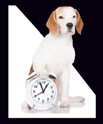 Peace of Mind Boarding Kennels Open Hours Dog with Clock graphic