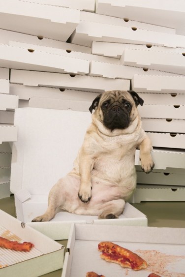 Dog and Specia Diet Food