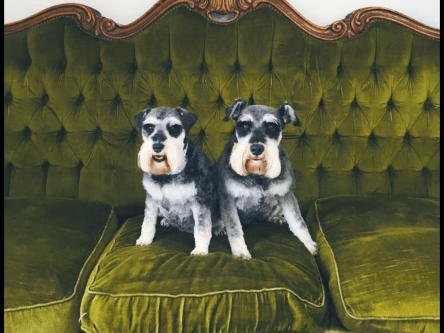 Tessa and Beatrice at 4 Paws Hydrobath and Grooming